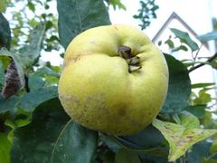 Nicht Apfel, nicht Birne