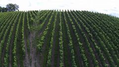 Ein Land, viele Weine