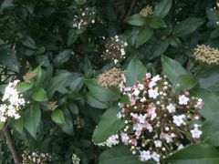 Auffällige Früchte, duftende Blüten