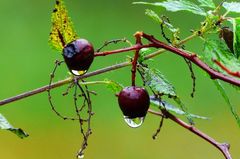 Schnäppchen oder Reinfall?