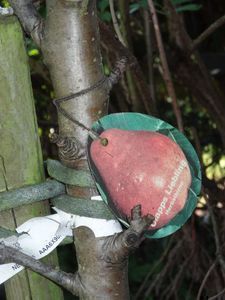 Teil 1: Winterschnitt - Auf den richtigen Zeitpunkt kommt es an