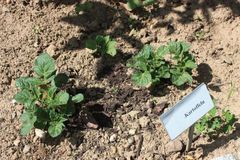 Fr&uuml;hkartoffeln vorkeimen lassen