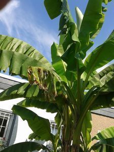 Grüne Raumgestaltung