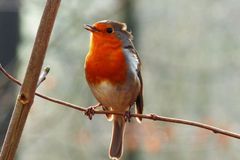 Amsel, Drossel, Fink oder Star?