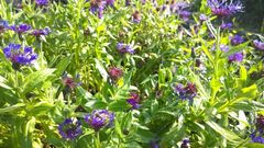Fingerhut, Nachtkerze, Stockrose