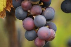 Frostwerte eröffnen Hoffnung auf Eiswein