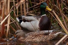 Dickes Fell? Fehlanzeige!