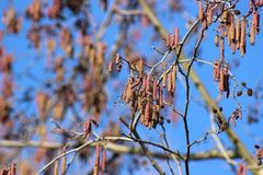 Wege aus der Pollenallergie