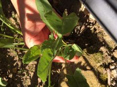 Giftige Pollenschleuder und Kriegsgem&uuml;se