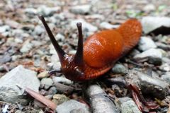Gro&szlig;angriff auf die Schnecke