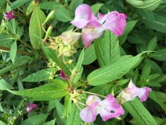 Pinke Pest?