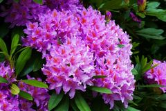 R&uuml;ckschnitt f&uuml;r Sommerbl&uuml;her