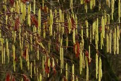 Ein Pollenduft liegt in der Luft...