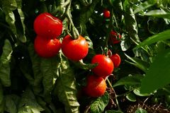 Tomaten, dunkle Schokolade und Joghurt