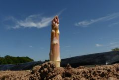 Wei&szlig;e Stange statt blauer Pille?